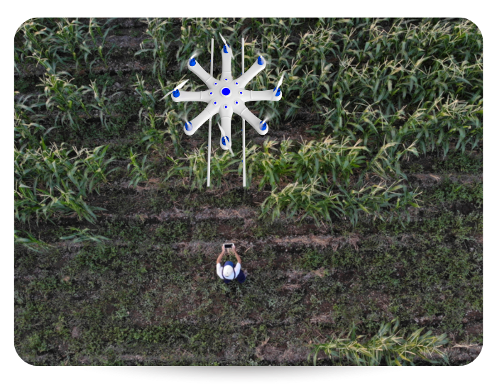 drone operator flying agricultural drone over corn field 